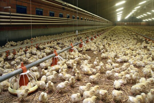 Chicklets in barn. Farming. Poultry