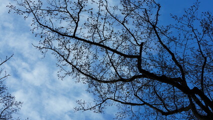 The trees silhouette view in the park with the cloudy sky
