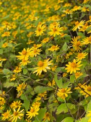 yellow flowers background