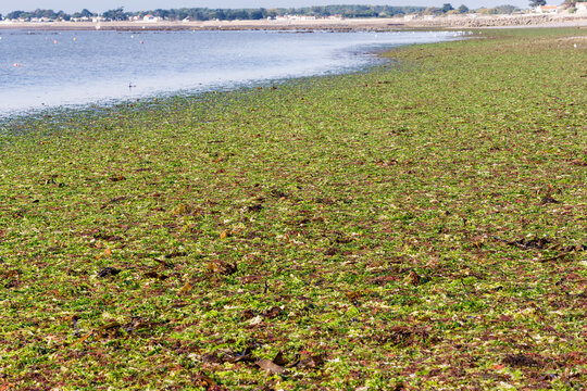 Estran et plage envahis par des algues vertes et rouges dans une baie &agrave; mar&eacute;e basse.