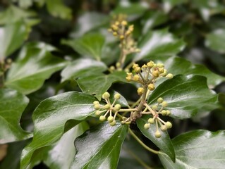 Flowers of Ivy (Hedera)