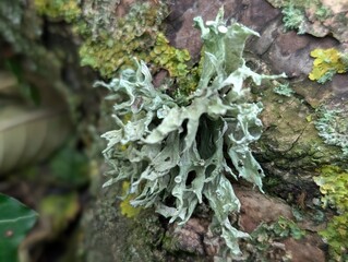 Ramalina, a leafy lichen, growing on a branch