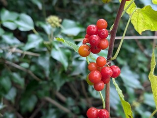 Toxic berries of Black Bryony (Tamus communis)