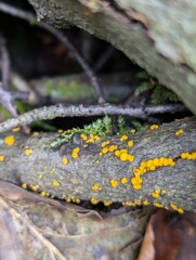 A fungus, probably Lemon Disco (Bisporella citrina), growing on dead wood
