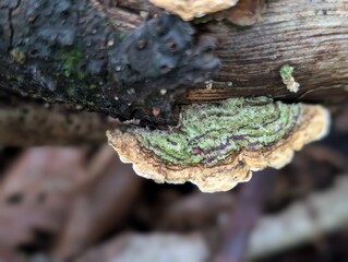 A Stereum crust fungus growing on a branch