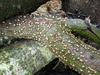 Coral Spot fungus (Nectria cinnabarina)