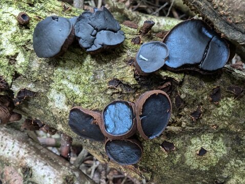 Black Bulgar fungus (Bulgaria inquinans)