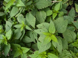 Leaves of nettles (Urtica dioica)