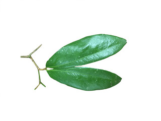 Naminan Leave