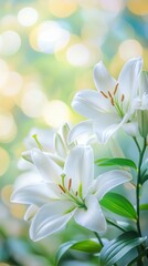 Fototapeta premium white lily flowers with delicate blurred nature background