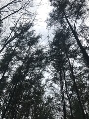 Naklejka premium tree aestethic