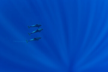 Indian Ocean Bottlenose Dolphin - Tursiops truncatus, popular beautiful sea mammal from worldwide oceans and seas, Indian ocean, Mauritius.