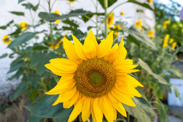 A beautiful sunflower with bright yellow petals and a large dark center proudly reaching for the sun