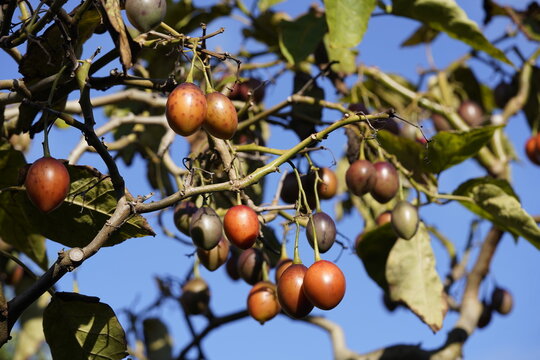 The tamarillo or tree tomato (Solanum betaceum, syn.: Cyphomandra betacea (cav.) Sendtn.) is a species of the nightshade genus. Hanover Berggarten, Germany.