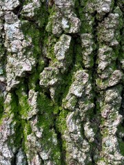Close up of complex rough texture of tree bark with moss in many shades of grey and brown. Knot on old tree trunk. Full frame photograph of surface with detailed deep cracks. Natural wood texture.