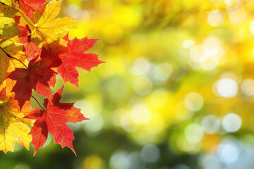 Fototapeta premium Autumn template with red maple leaves and sunlight