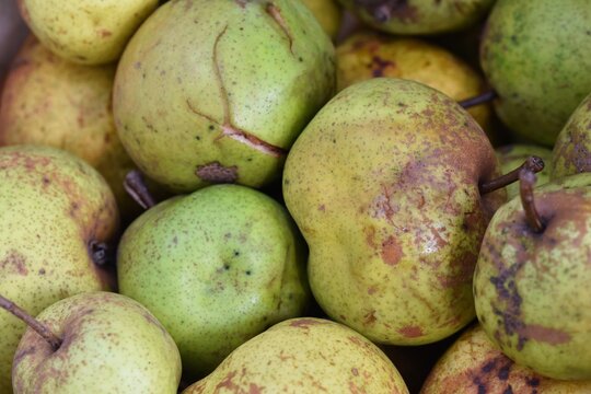 A heap of damaged pears of the old cultivar bergamot.