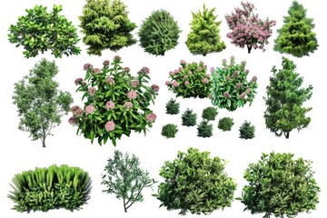 A collection of diverse tree species and bushes in a natural setting, ideal for use as a background or to represent the outdoors
