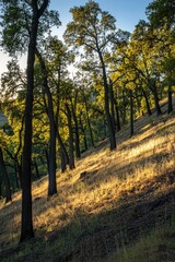 Fototapeta premium Horse grazing in tree-lined field