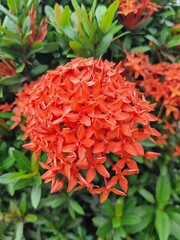 Red Ashoka blooming in the garden