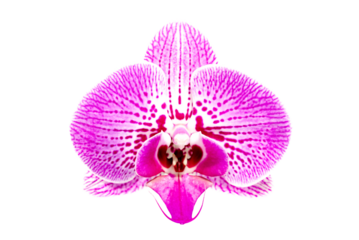 Single orchid flower isolated without background.