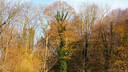 The colorful forest view in the natural park in autumn
