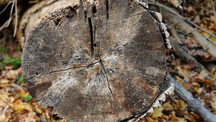 One cut down tree view with the aged rings in the woods