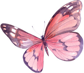 Pink purple Monarch Butterfly, watercolor painting hand-drawn illustration