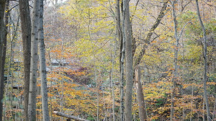 The colorful forest view in the natural park in autumn
