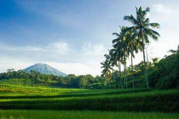 A breathtaking view of Mount Sumbing with lush green rice fields below, blending nature's beauty in perfect harmony.
