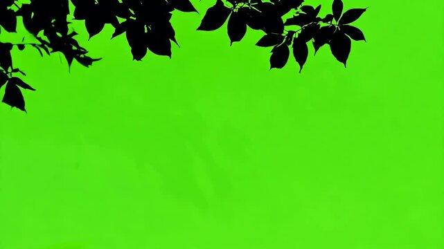 Black shadows tree leaves branch against green backdrop. Chroma key background. Wind blows gently and sways the silhouette of leaf bush on side of screen. Tranquility of nature. Eco-friendly project.