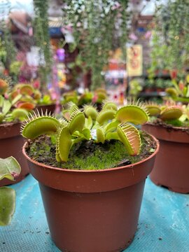 dionea venus flytrap plants mini in clay pot
