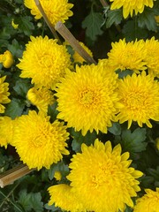 yellow chrysanthemum flower with green leaf