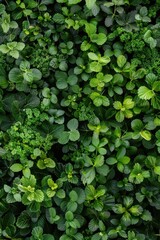 A detailed view of various green plant species with intricate details and textures