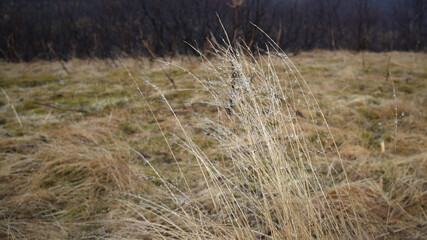 Skaftafell  Svartifoss