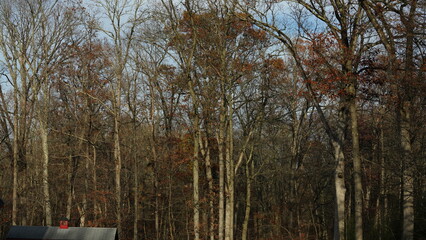 The colorful forest view in the natural park in autumn
