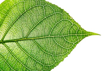 Obraz premium A close-up shot of a single green leaf against a white background