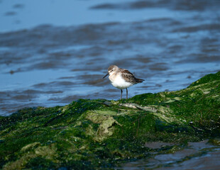 Juvenile Western Sandpiper on mudflats
