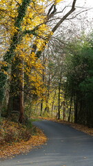 The colorful forest view in the natural park in autumn
