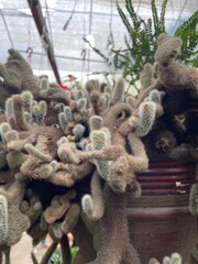 echinocereus cactus green plant in big marble pot