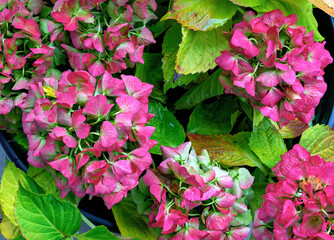 colorful autumn colouring of  a native white flourishing     bigleaf hydrangea plant in a flowerpot, Austria