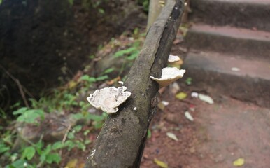 A Image of Trametes pubescens type of mushroom also called as bracket fungus is grown on a bark.
