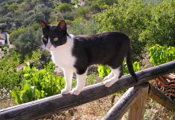 Our cat Hope is balancing on a fence on top of a mountain here. Agile and graceful, she moves over the fence as if it were a gymnastics exercise