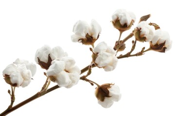 A detailed view of a cotton branch with fluffy fibers and a green stem