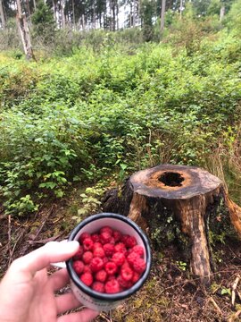 picking beeries