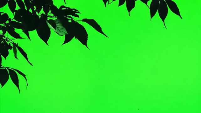Black shadows tree leaves branch against green backdrop. Chroma key background. Wind blows gently and sways the silhouette of leaf bush on side of screen. Tranquility of nature. Eco-friendly project.