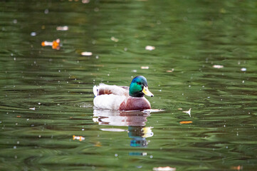 Erpel der Stockente schwimmt auf dem Wasser mit schillerndem Kopf