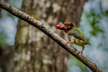 the coppersmith barbet bird is carrying food to take to the nest