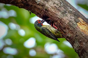the coppersmith barbet bird is carrying food to take to the nest