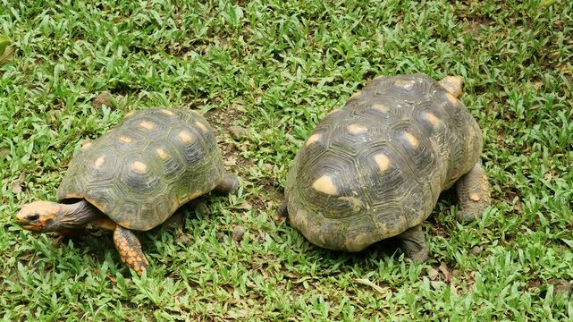 Two turtles enjoying the sun on green grass in Guadeloupe